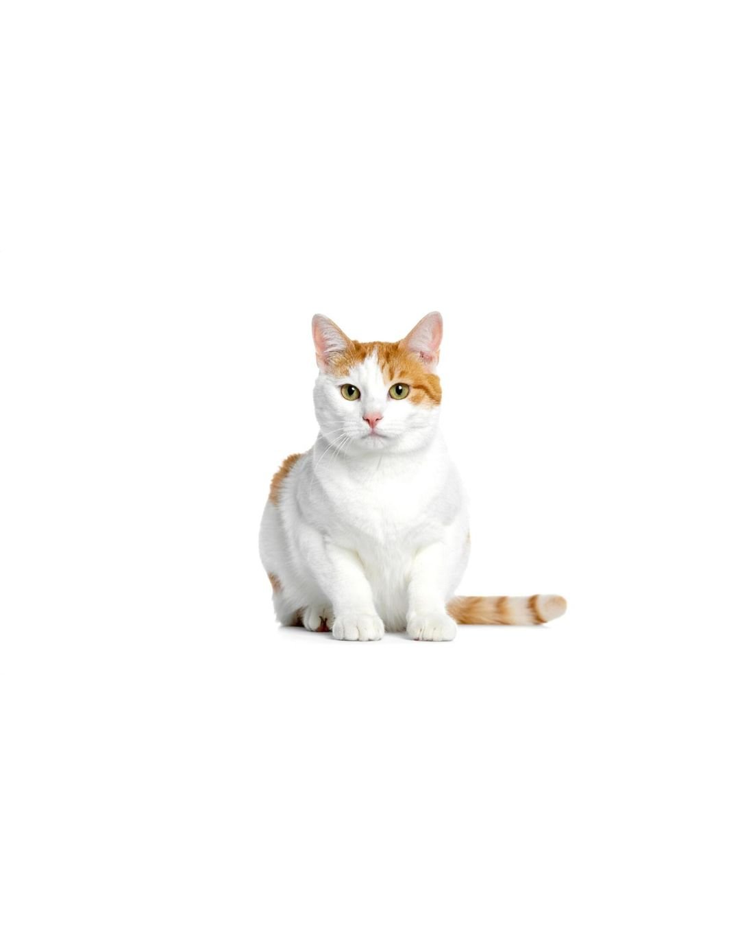Best Pet Shop