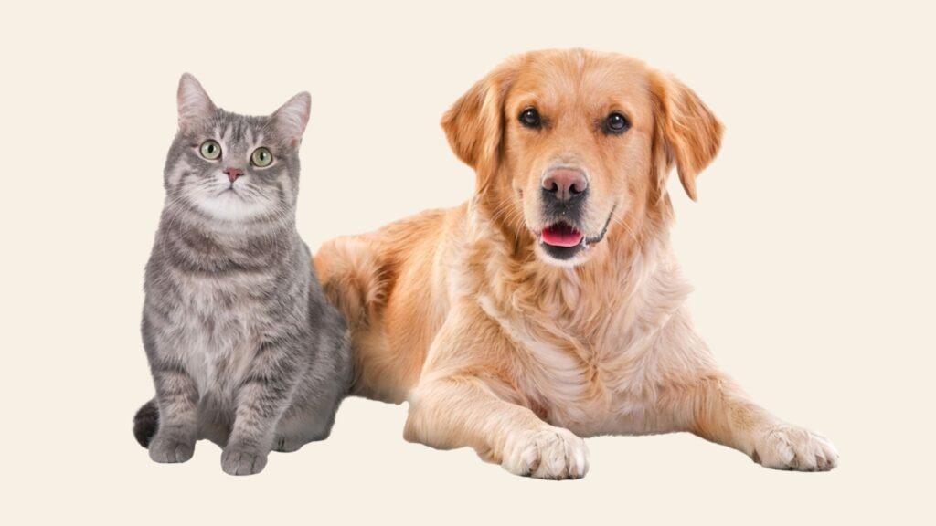 Contact Hachiko Pet Stores